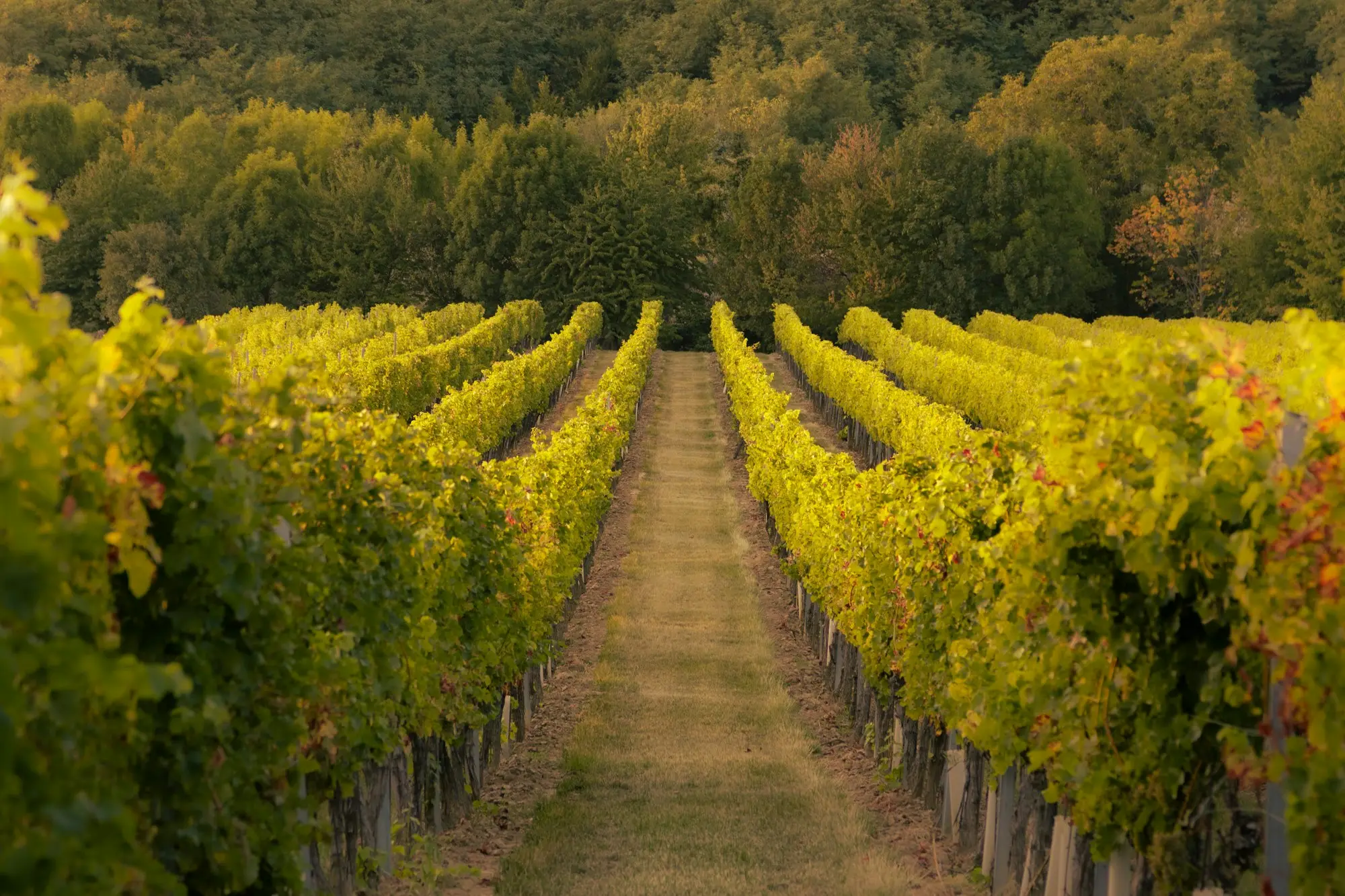 Rows of grapevines in a vineyard